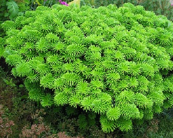   
             Abies koreana Brillant